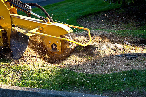 Reliable Blair, NE Tree Services Solutions