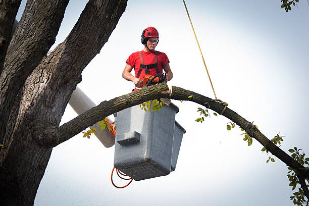 How Our Tree Care Process Works  in  Blair, NE